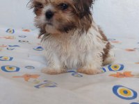 Ev Ortamında Büyüyen Shih Tzu Yavrular