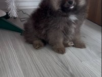 Evde büyümüş pomeranian yavruları