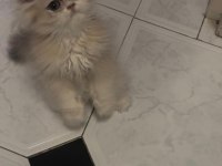 Safkan british longhair yavrular