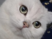 Dişi British Shorthair Kedim