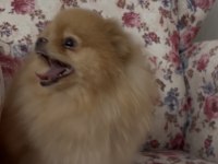 Pomeranian orjinal