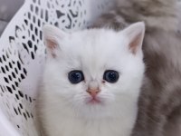 Full şecereli şampiyon ebeveynlere sahip british longhair