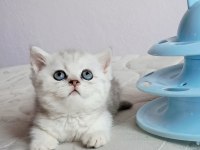 British Shorthair Silver
