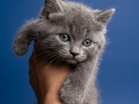 2 Aylık Tuvalet Eğitimli British Shorthair