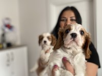 Safkan cavalier king charles yavrularım