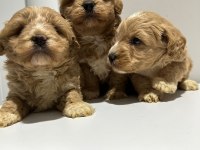 Poodle ayarı da maltipoo
