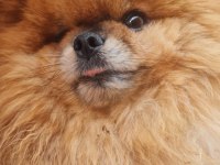 2.5 Yaşında Çiftleşmeye Uygun Dişi Pomeranian Boo