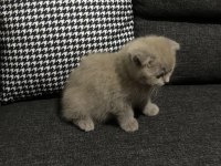Lilac scottish fold yavrular