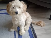 9 aylık maltipoo