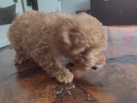 3 Aylık dişi toy poodle