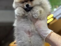 POMERANIAN BOO DÜNYASI
