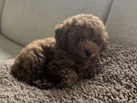 Toy Poodle Safkan Köpeğimiz