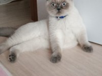 5 aylık british shothair blue point erkek