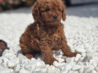 Toy Poodle Bebekleri