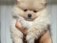 2 aylık pomeranian boo dişi