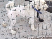 Standart poodle 2,5 yaşında