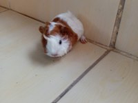 Ginepig yavrusu