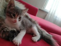 Bebek kedinin sonu barınak olacak