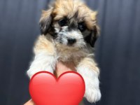 Maltipoo yavrum 55 günlük