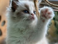 Yurt Dışından Anne ve Baba Şecereli Ragdoll Yavru
