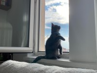 KEDİMİZ IŞIĞIMIZI SAHİPLENDİRİYORUZ