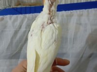 Ele alışkın sultan papağanı kesinlikle ısırması yoktur