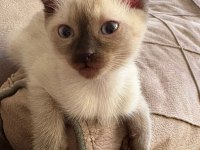 Kırık kulak siyam kedisi 2 aylık erkek bebek