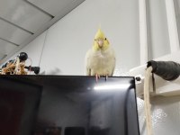 sultan papağanı lutino 4 aylık