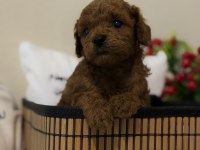 Muhteşem Poodle Bebekler