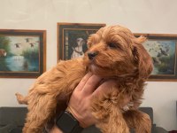 Maltipoo yavrularım yeni yuvasını arıyor