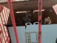 YAVRU YAPMIŞ BÜYÜTMÜŞ MUHABBET KUŞLARI