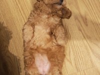 Sevgi Dolu Bir Yuva Arıyoruz Köpeğimize