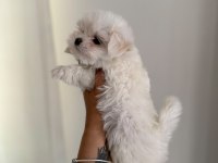 Kar Topu Bebek Köpeğimiz