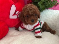 Toy poodle 2 aylık