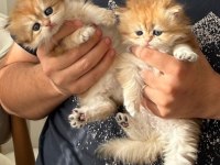 British longhair yavruları