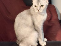 Çok Cana Yakın Scottish Fold Kedisi