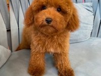 RED BROWN GARANTİLİ TOY POODLE