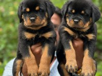 Rottweiler Yavrularımız Evinizin Neşesi Olacaktır