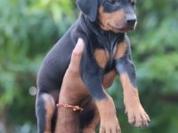 Ruhsatlı köpek çifliğinden doberman yavrular a scrli