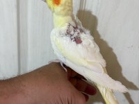 51 GÜNLÜK LUTİNO SULTAN BEBEK