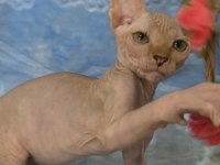 Naked Beauty Sphynx Cattery Kediler