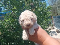Maltipoo Bebiş Köpeğimiz