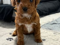 Maltipoo Yavrularımız