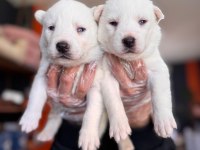 Masmavi gözleriyle husky sibirya kurdu yavrularımız
