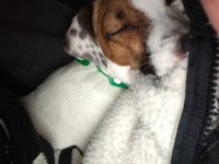 1.5 Yaşında Jack Russell