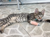 Lina yuva arıyor tekir kedim