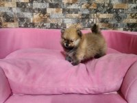Orjinal birbirinden güzel pomeranian yavrularımız