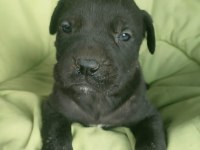 Cane corso yavrular