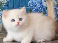 Kar Beyaz Silver British Shorthair 