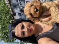 Toy poodle ve kore poodle yavrularım